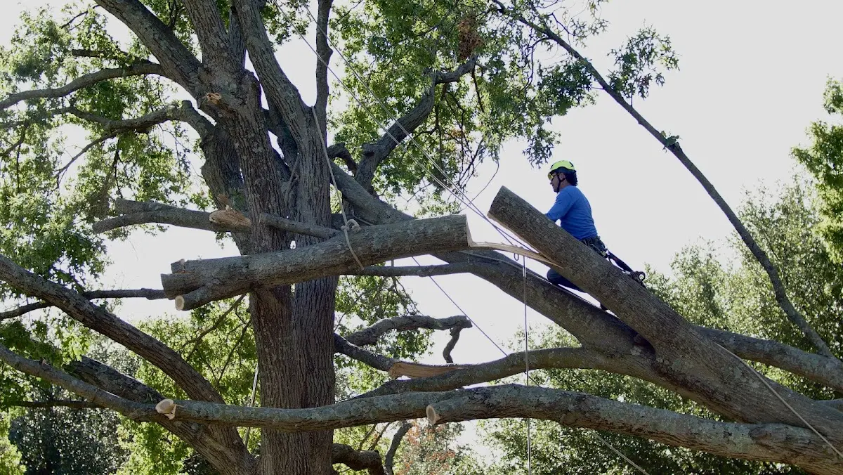 Professional Crown Thinning performed by certified arborists in Luxor